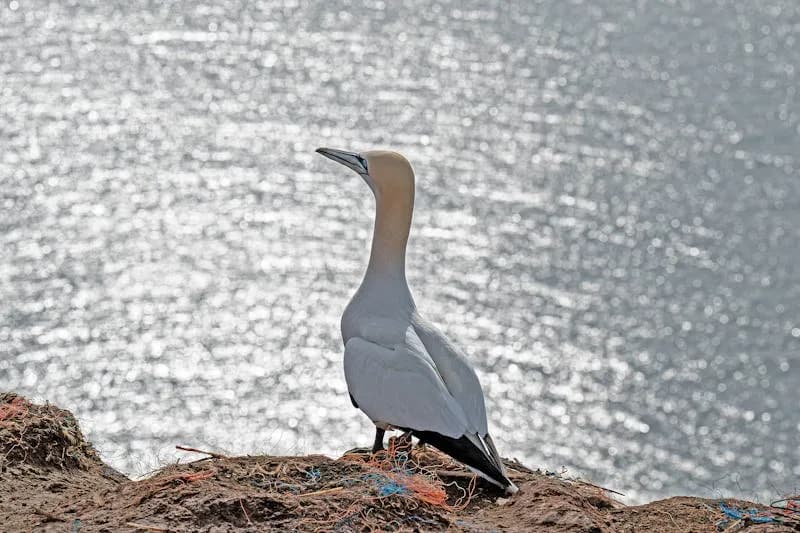 Gannets