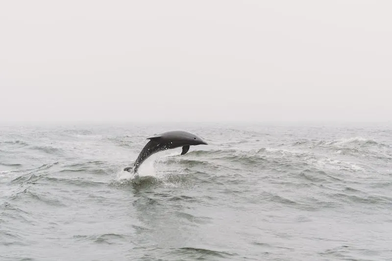 Common Dolphins