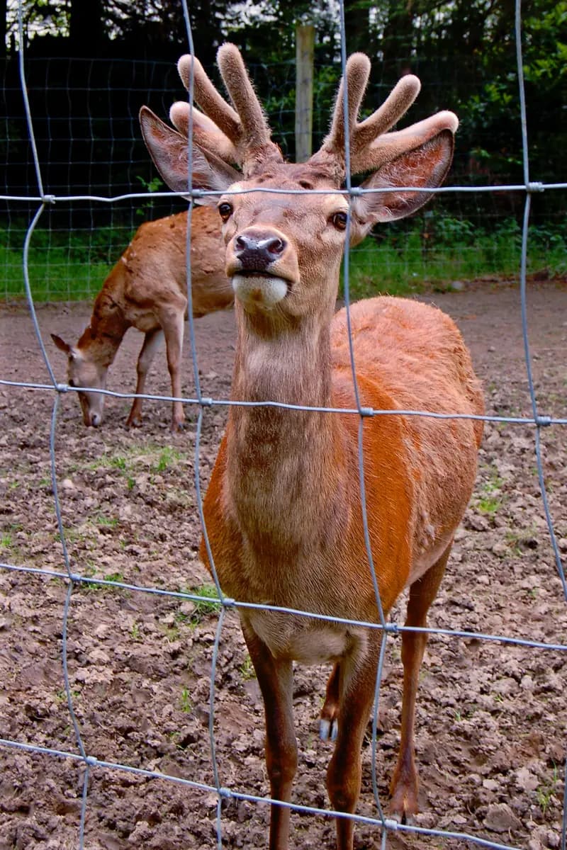 Bunratty Folk Park Animal Farm