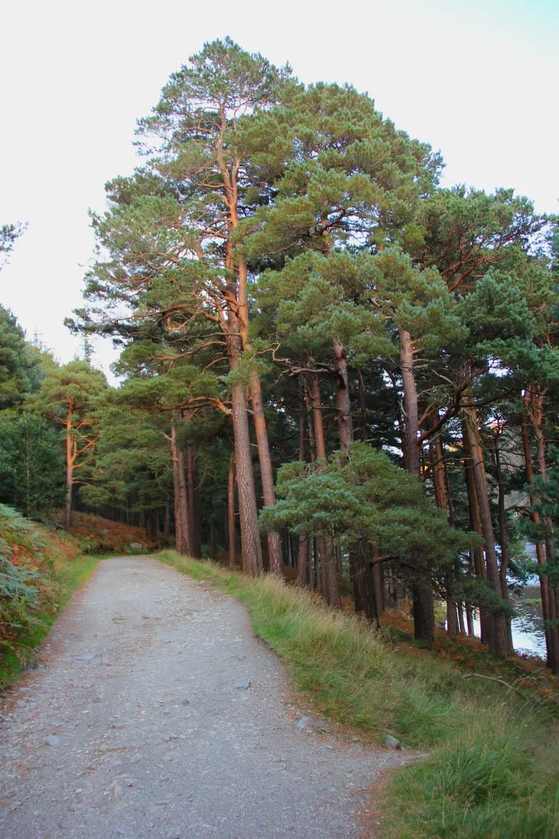 The Miners' Way (Upper Lake Walk)