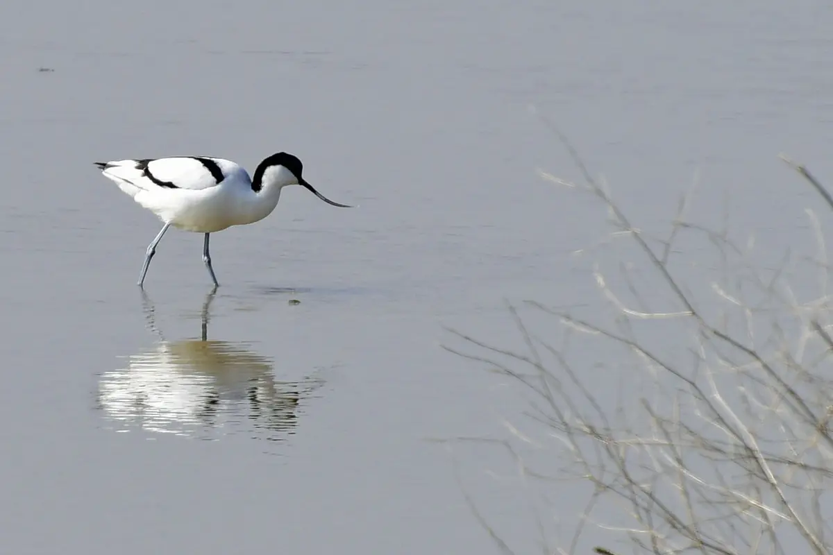 Rye Harbour Nature Reserve