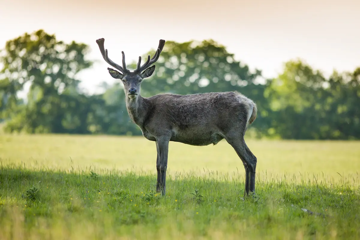Windsor Great Park & the Deer Park