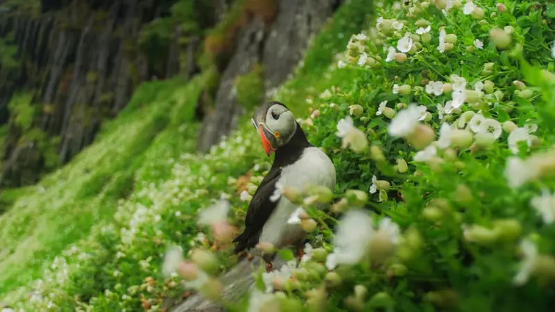 Puffin Season on Ireland's Eye