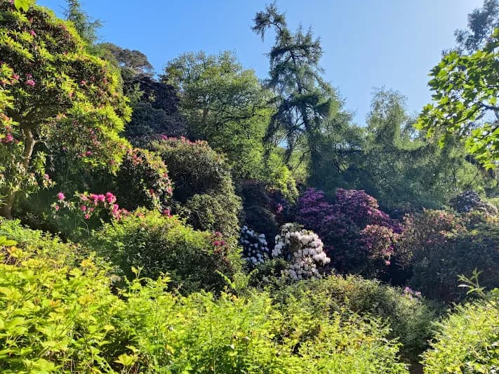 Rhododendron Bloom at Howth Castle