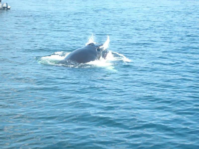 Whale & wildlife watching