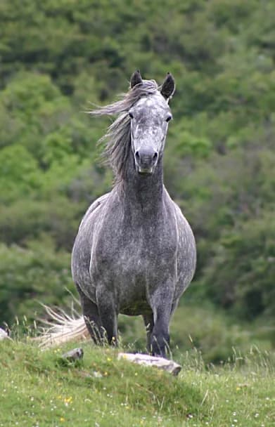 The Connemara Pony Show